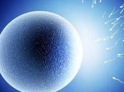 黄体功用不全会导致女性不孕吗