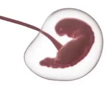 海外试管需要护照吗?嘉运国际出行指南