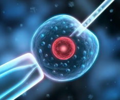 试管医治期间能不能吃海鲜？该如何注意饮食