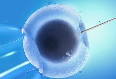 试管鲜胚胎移植和冻胚胎移植该如何选择